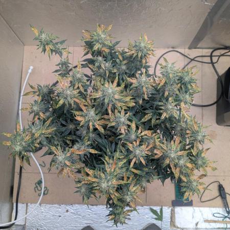 fast buds purple lemonade