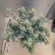 fast buds purple lemonade