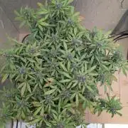 random #1