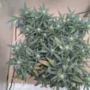 random #2