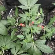 fast buds purple lemonade