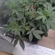 random #1