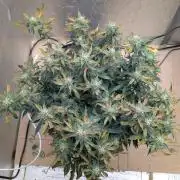 fast buds purple lemonade