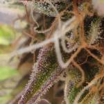 1-Liter Hero Purple Punch
