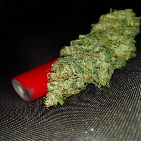 Fill the Tent - Strain 4 of 4
