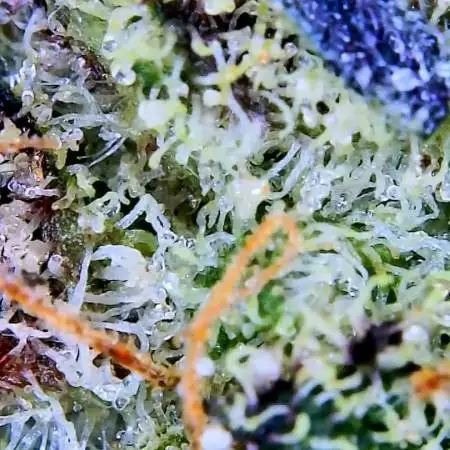 Taste of (Re)Veg- Strain 1 of 3