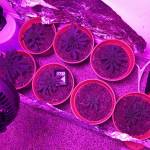 My first Grow 