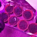 My first Grow 