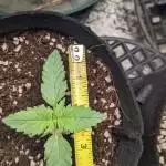 Acapulco Gold Dakine