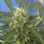 Long Time Grower !st Time Under Lights 