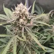 Strawberry Auto Unknown OA Seed