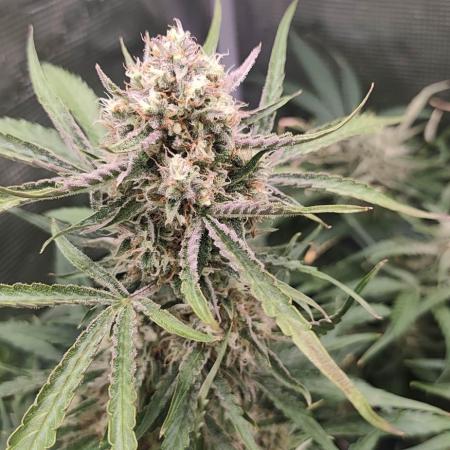 Strawberry Auto Unknown OA Seed