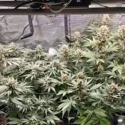Casis Tropical Run
