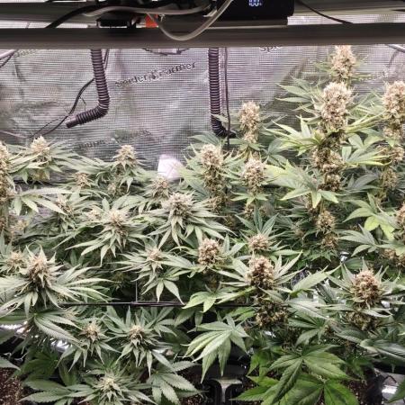 Casis Tropical Run