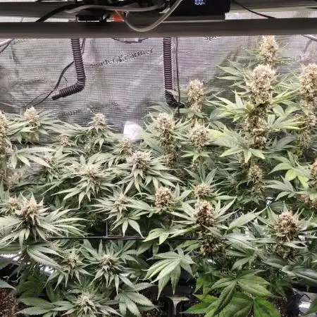 Casis Tropical Run