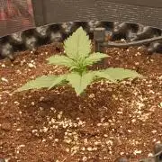 Casis, Lemon Cherry Cookies AUTO