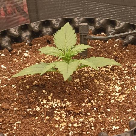 Casis, Lemon Cherry Cookies AUTO