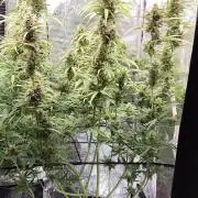 Strawberry Auto Unknown OA Seed