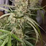 Strawberry Auto Unknown OA Seed