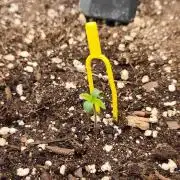 Strawberry Auto Unknown OA Seed