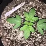 Meph Autos First Grow