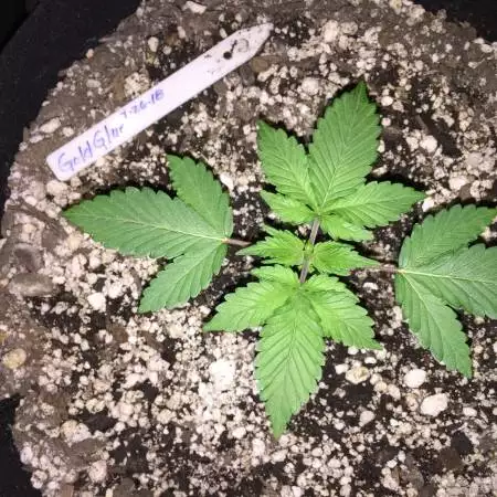 Meph Autos First Grow