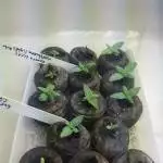 Chesse auto 