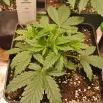 Auto Mix Grow
