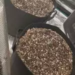 Elev8 Seeds - Alien Otto - #1 & #2