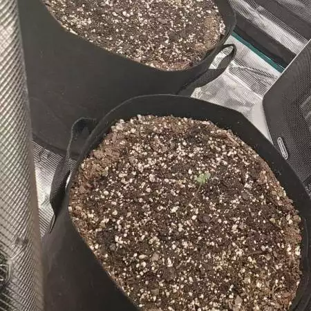 Elev8 Seeds - Alien Otto - #1 & #2