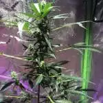 FastBuds G14 Auto 