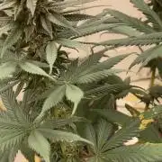 Blimburn and Premium Cultivars