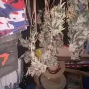 Blimburn and Premium Cultivars