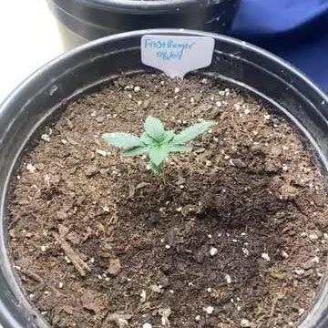 All fast buds PC,SJ,GZ,FB