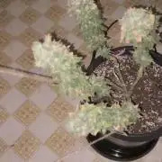 Blimburn and Premium Cultivars