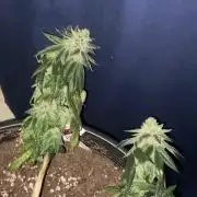 Blimburn and Premium Cultivars