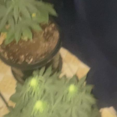 Blimburn and Premium Cultivars