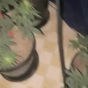 Blimburn and Premium Cultivars