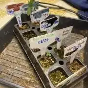 Humboldt seed run
