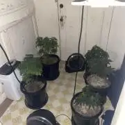 Blimburn and Premium Cultivars