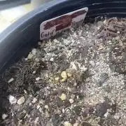 Blimburn and Premium Cultivars