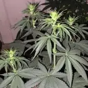 Blimburn and Premium Cultivars