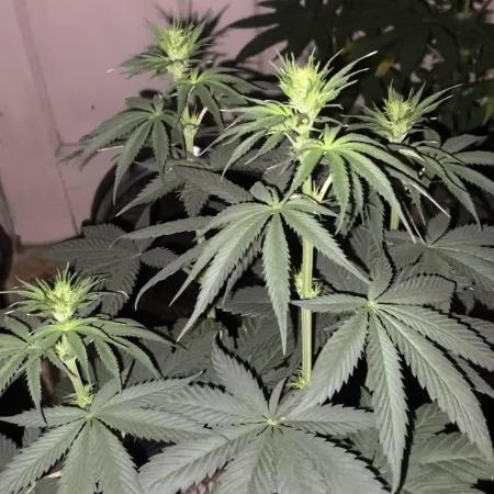 Blimburn and Premium Cultivars