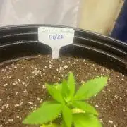 Humboldt seed run
