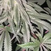 Blimburn and Premium Cultivars