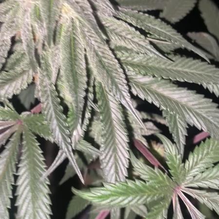 Blimburn and Premium Cultivars