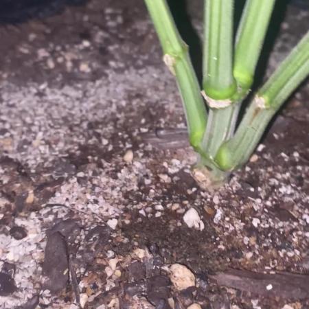 Blimburn and Premium Cultivars