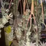 Blimburn and Premium Cultivars