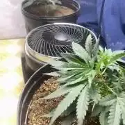 Humboldt seed run