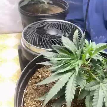 Humboldt seed run